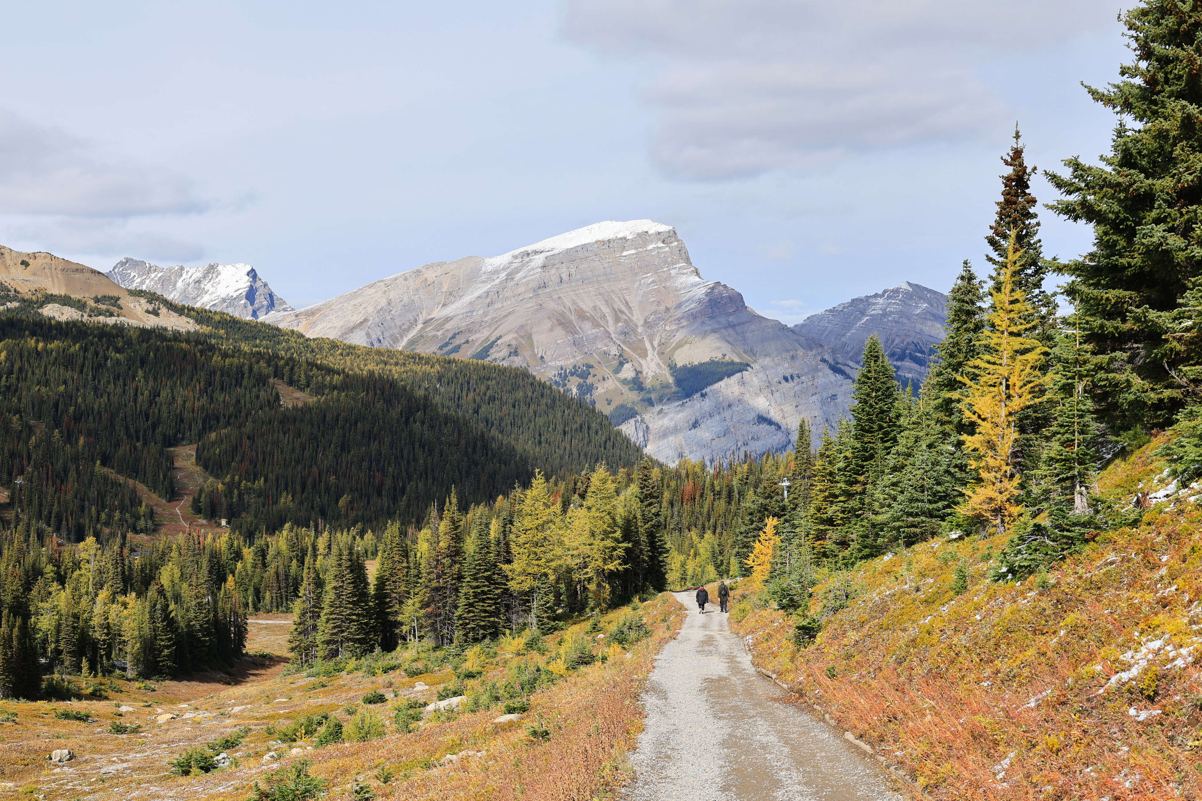 Sunshine Meadows